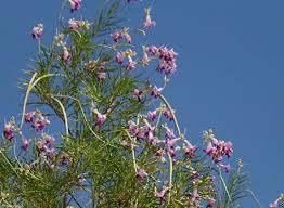 When considering how much to water a young willow tree, think of their thirst for a damp when it blooms, the tree features beautiful white and pink flowers. 50 Seeds Catalpa Chilopsis Linearis Orchid Of Desert Purple Flower Willow Tree Buy Online In Antigua And Barbuda At Antigua Desertcart Com Productid 168691129