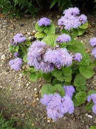 100 Dwarf Blue Mink Ageratum Houstonianum Fuzzy Double West Etsy Flower Seeds Annual Plants Fall Plants