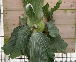 Image result for Platycerium elephantotis