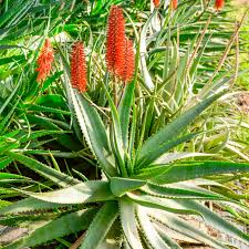 Image result for Aloe arborescens