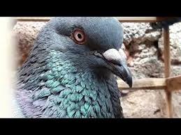 See more of merpati kolong on facebook. Ciri Ciri Merpati Cerdas Youtube Ciri Animals Bird