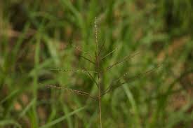 Image result for Digitaria abyssinica