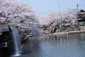 いいね 70件 コメント0件 くまじゃないです kumayucha のinstagramアカウント 2018 03 29 今日は 聲の形聖地巡礼 と 桜 暖かくてお花見日和でした 聲の形 映画聲の形 聖地巡礼 岐阜県大垣市 大垣 anime movies outdoor movies