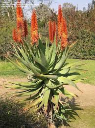 It is cultivated in subtropical regions around the world animal studies have noted an association between aloe vera leaf extract taken orally and gastrointestinal cancer in rats and mice; Plantfiles Picture 4 Of Bitter Aloe Red Aloe Cape Aloe Alligator Jaw Aloe Aloe Ferox Cacti And Succulents African Plants Succulents