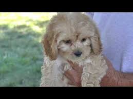 We love to share our high standards and attention to detail that makes a mill creek cockapoo the best cockapoo puppy you will find. Cockapoo Puppies For Sale Nc 07 2021