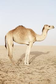 The humps of camels, leaning to one side. Pin By Cecilia Perez Y Michel Jose On Animals Animals Animals Beautiful Animals Wild