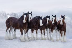 Budweiser Clydesdales return for Super Bowl LVII in new commercial