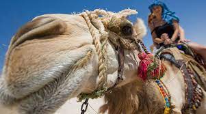 They'll show you everything you need to know about riding camels, on location in the thar desert, rajasthan. Morocco Vacation How To Ride A Camel Collette