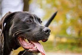 How much does an american bulldog pitbull mix cost? Big Bully Pitbulls Xxl Pitbull Hulk The Pitbull