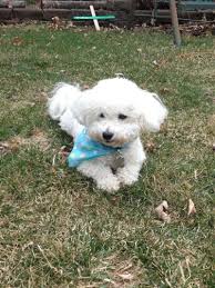 To view/adopt animals please call and schedule an appointment. Dog Adoption In Rochester Mn