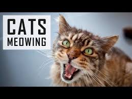 10 Cats Meowing Make Your Cat Or Dog Go Crazy Hd Sound Effect Youtube Cat Noises Cats Cat Training Scratching