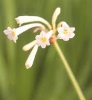 Image result for Cyrtanthus mackenii