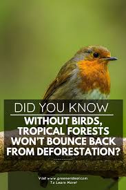 Biotic Factors In The Amazon Rainforest Without Birds Tropical Forests Won T Bounce Back From Deforestation In 2020 Deforestation Rainforest Birds Wildlife Biologist