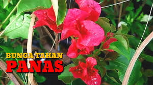 Selain keunikan tahan panas dan kekeringan, lili paris juga termasuk tanaman hias yang indah. Bunga Clematis Untuk Musim Panas Belajar Tentang Varieti Musim Bunga Berkembang Musim Panas 2021 Mas To Doc