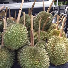 ทุเรียนของทางร้านจะมีให้เลือก 2 ชนิด คือ ทุเรียนหมอนทอง เริ่มต้นที่ โลละ 1,500 บาท และทุเรียนก้านยาว โลละ 5,000 บาท ขอบอกเลยว่า. à¸— à¹€à¸£ à¸¢à¸™à¸ à¸²à¸™à¸¢à¸²à¸§ à¸ªà¸£à¸°à¸š à¸£ Posts Facebook