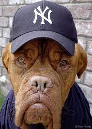 Dog With Yankees Hat What Are Blog Tags And What Purpose Do They Serve Dogs Bordeaux Dog Mastiffs