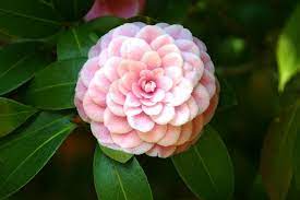 Pink Gardenia Backyard Flowers Freesia Flowers Amazing Flowers