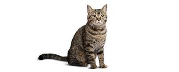 They can grow to be as big as 10 pounds and are excellent jumpers. Domestic Shorthair Cat Breed Profile Petfinder