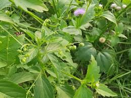 Image result for Micrococca mercurialis