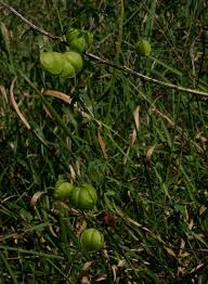 Image result for Cardiospermum halicacabum