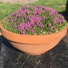 Image result for Ledebouria cooperi