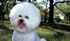 Bichon Frise Dog Breed Information Bichon Frise Dogs Bichon Frise Dog Breeds