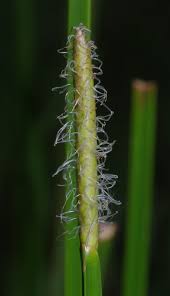 Image result for Eleocharis mutata