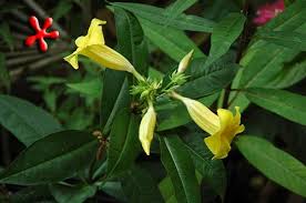 Image result for Allamanda schottii