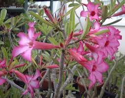 Bunga adenium memang terkenal dengan kecantikannya. Tanaman Hias Adenium Yang Paling Mahal Di Indonesia Bibitbunga Com