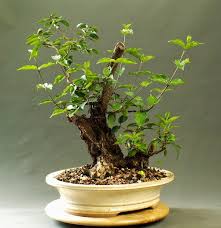 Cornus Mas Double Trunk Cornus Mas Bonsai Plants