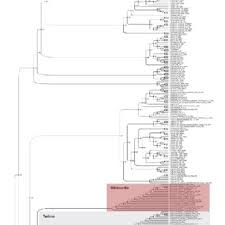 Image result for Astripomoea grantii