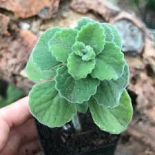 Image result for Coleus caninus