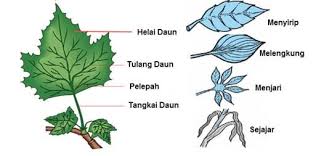 Maybe you would like to learn more about one of these? Tulang Daun Susunan Macam Sifat Bentuk Dan Fungsi