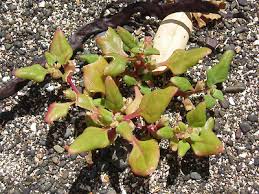 Image result for Tetragonia spicata