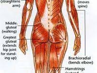 We did not find results for: 7 Muscle Map Ideas Exercise Muscle Anatomy Muscle