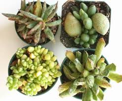 10 best 9greenbox indoor plants of april 2021. Hatniya Rasliny Adromishus Sukkulent Adromischus Fota Haraktarystyka I Apisanne Vyroshchvanne I Vyroshchvanne