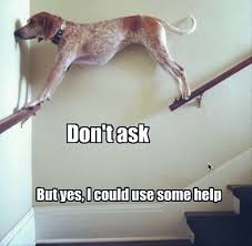 Dogs Are Weird Omg Dogs Funny Dog Memes Funny Dogs Funny Meme Pictures
