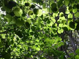 Image result for Trimeria