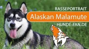 How big does an alaskan malamute get? Alaskan Malamute Charakter Wesen Erziehung Haltung Hunde Fan De