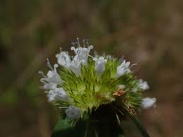 Image result for Spermacoce latituba