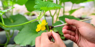 Image result for how to self pollinate cucumbers