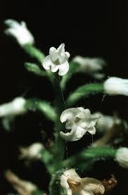 Image result for Triceratorhynchus viridiflorus