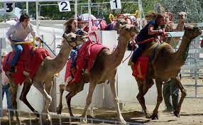 Each day at the new virginia city arena and. Camel Races For A Fun Virginia City Nevada Weekend