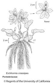 Image result for Pontederiaceae