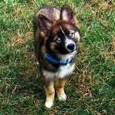 Pin By Wren On Dogs Border Collie Husky Mix Golden Retriever Husky Mix Border Collie