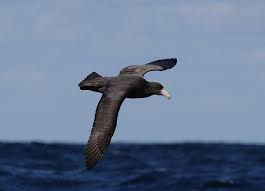 Southern Giant Petrel Juvenile At Sea Off Wollongong New South Wales Australia August 2010 Sea Birds Birds Online Australian Birds