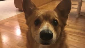 Invisible fence (of cedar rapids) frey pet hospital. 29 Top Photos All Pets Vet Clinic Iowa City All Pets Veterinary Clinic Veterinary Care Cedar Rapids Ia Prepaidplatimuncreditcards
