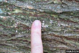 Image result for Loudetia kagerensis