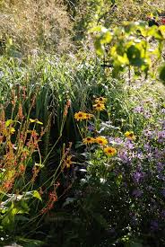 Sommerstauden Schon Und Gelb Wie Sonne Und Mond Gartenkolumne Sonnenauge Sonne Stauden