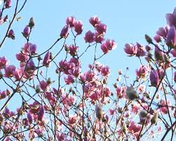 Shop a variety of shrubs & hedges! Top 5 Early Spring Flowering Trees Perfect Plants Nursery